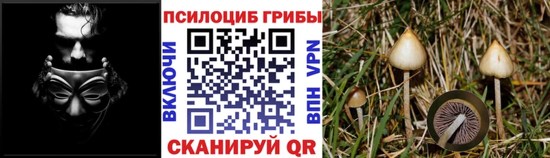 Псилоцибиновые грибы прущие грибы  OMG как войти  Медвежьегорск 